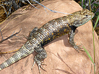 Desert spiny lizard