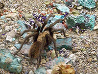 Desert tarantula - female