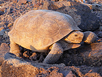 Desert tortoise