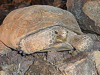 Desert tortoise - front view
