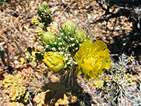 Whipple cholla flowers