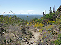 Wildflowers and cacti