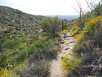 Flowers beside the path