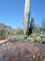 Petroglyphs below saguaro