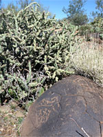 Faint petroglyphs