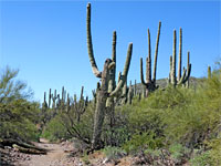 Many saguaro