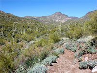 Saguaro valley
