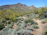 Palo verde