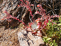 Dudleya pulverulenta