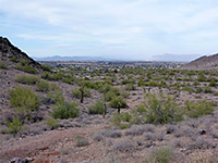 Cactus flats