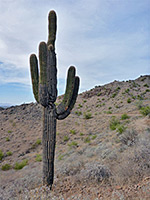 Isolated saguaro