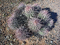 Echinocactus polycephalus