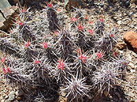 Echinocereus brandegeei - red spines