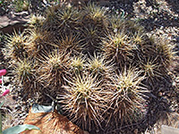 Echinocereus maritimus