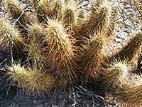 Nichol's hedgehog cactus