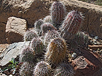 Echinocereus stoloniferus ssp tayopensis