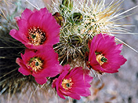 Echinocereus flowers