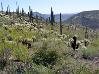 Teddy bear cholla