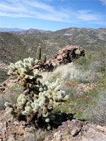 Cholla and stone wall