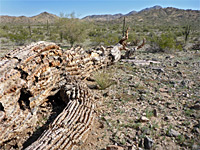 Fallen saguaro