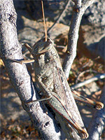 Grey bird grasshopper