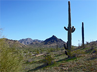 Tall saguaro