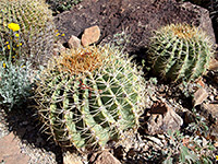 Ferocactus diguetii