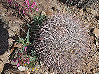 Ferocactus gracilis ssp gatesii