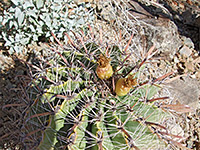 Ferocactus herrerae - fruit