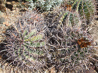 Ferocactus herrerae