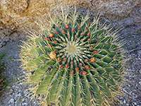 Ferocactus histrix