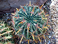 Ferocactus latispinus