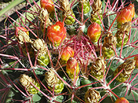 Ferocactus pilosus - flowers and buds