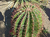 Ferocactus pilosus - red spines