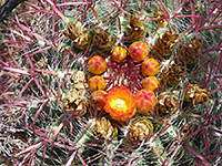 Ferocactus pilosus