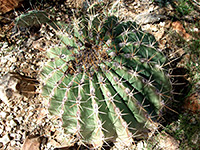 Ferocactus pottsii