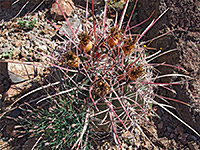 Ferocactus rectispinus - red spines