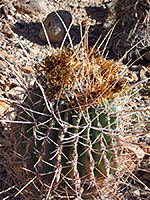 Ferocactus rectispinus