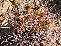 Ferocactus rectispinus - fruit