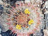 A ferocactus