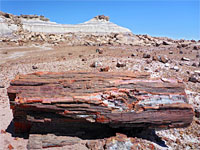 Colorful petrified wood