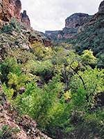 Green trees and bushes