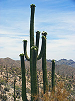 Flowering saguaro