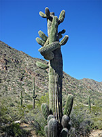 Many-branched saguaro