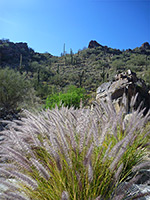 Fountain grass