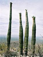 Branched saguaro