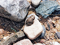 A red spotted toad