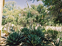 Tumacacori gardens