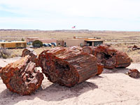 Logs near the visitor center