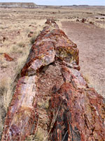 A long log
